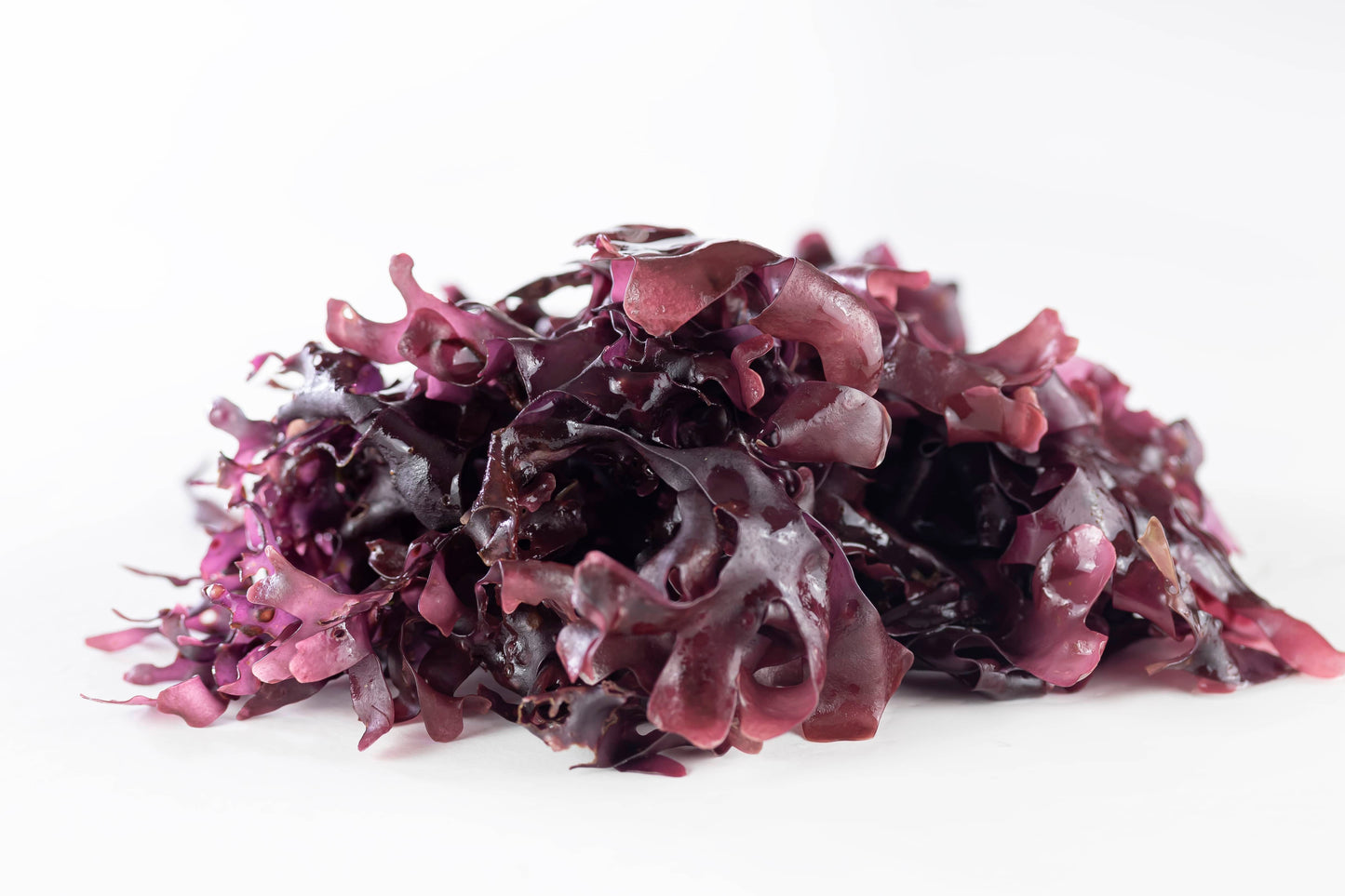Wildcrafted Irish Moss: Natural Nutrient-Rich Health Support